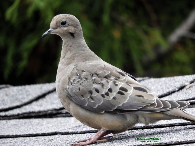 a_london_pigeon's tweet image. From a defunct account .. 
Mourning Dove (Zenaida macroura); Kanata #Ottawa #Ontario #Canada 
.
Kanata, an indigenous word meaning village or settlement, is the origin of ‘Canada’.
📷  Davecathyo.
