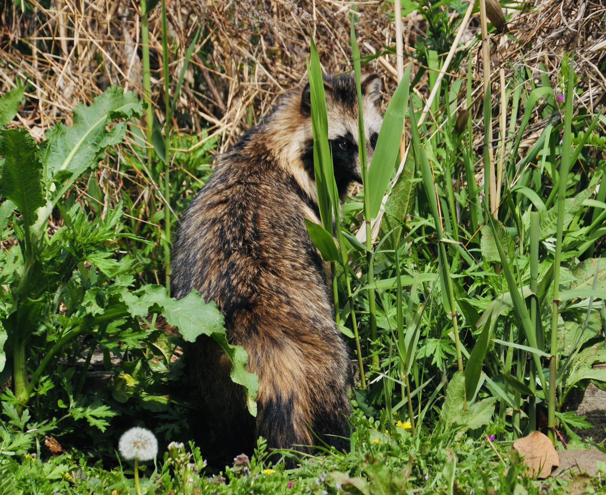 マシロ tweet media
