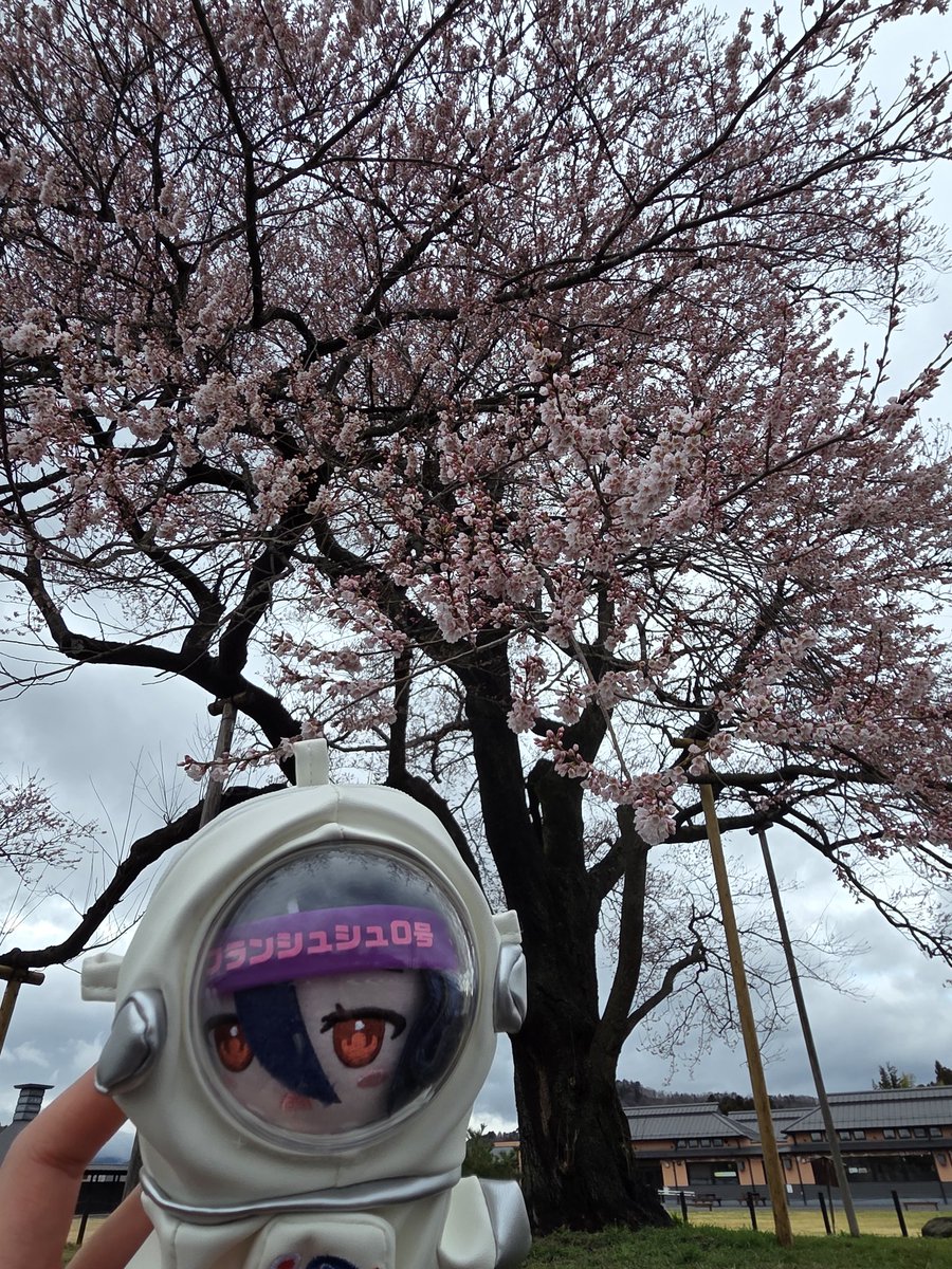 マシュー tweet media