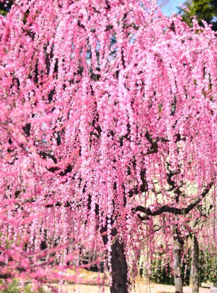 まあな隊長🌷【絶品東京グルメ警備】⛺ハーレー女子キャンプYouTube tweet media