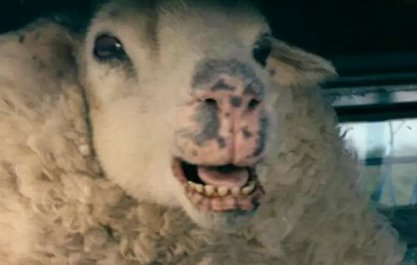 ヒツジ tweet media