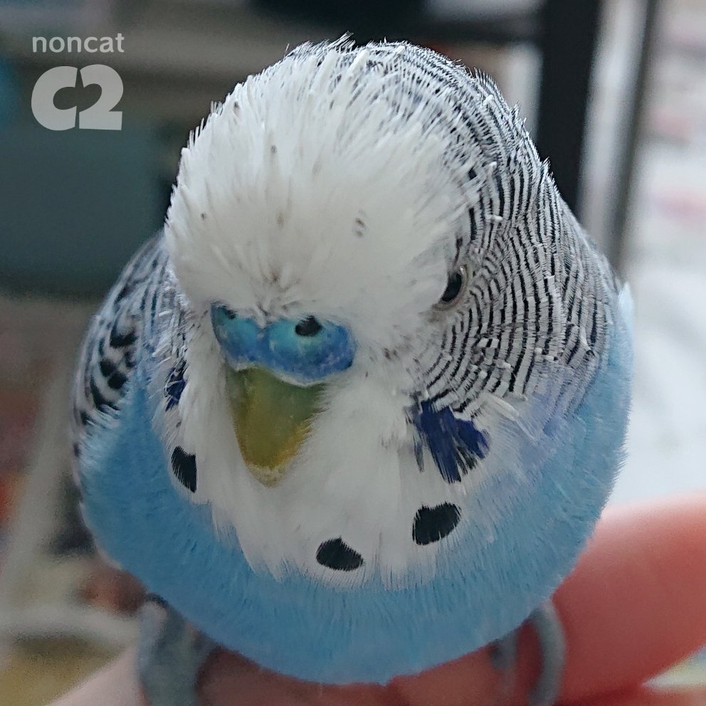 ノンママ tweet media