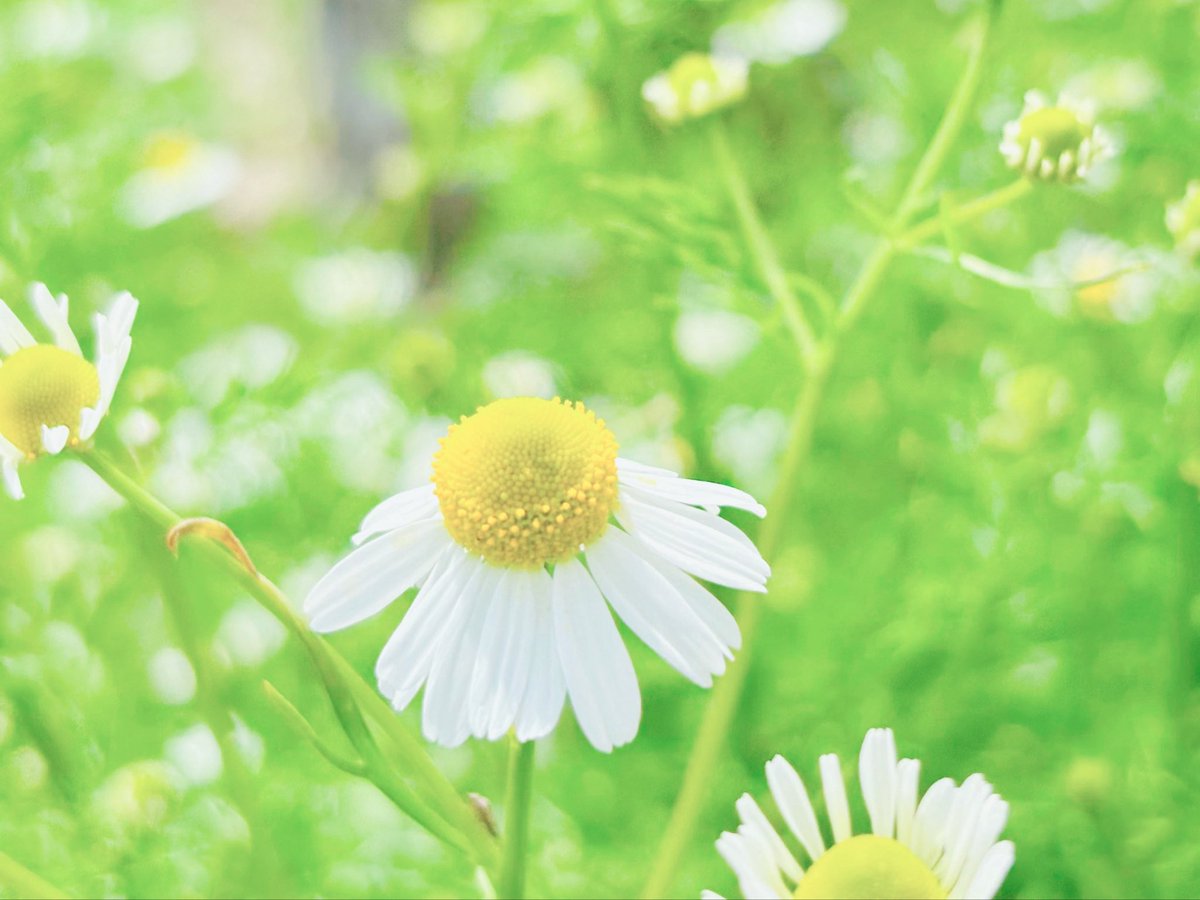 sachi❁¨̮ tweet media