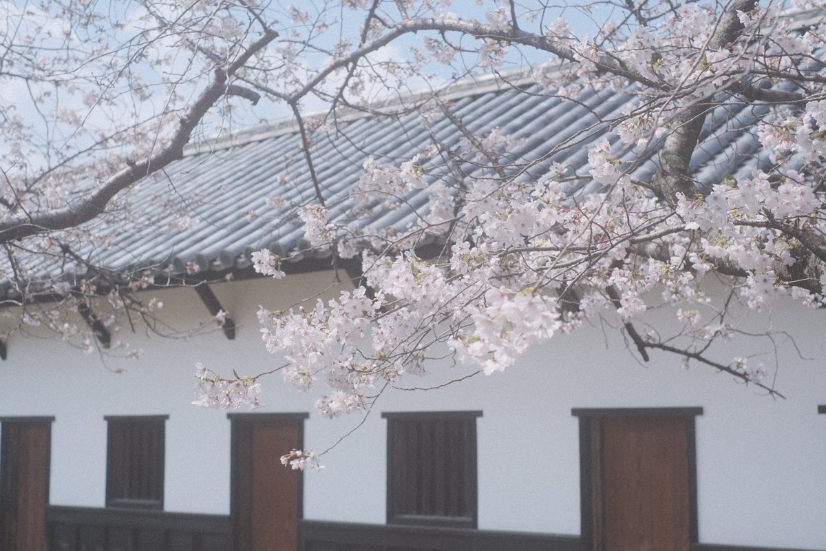 momochaaanmac's tweet photo. 和✖️🌸
#桜 #花 #Flower
#EOSR #Canon #X_Pro3 #fujifilm_xseries
#写真好きな人と繋がりたい https://t.co/bOXS9chc9x