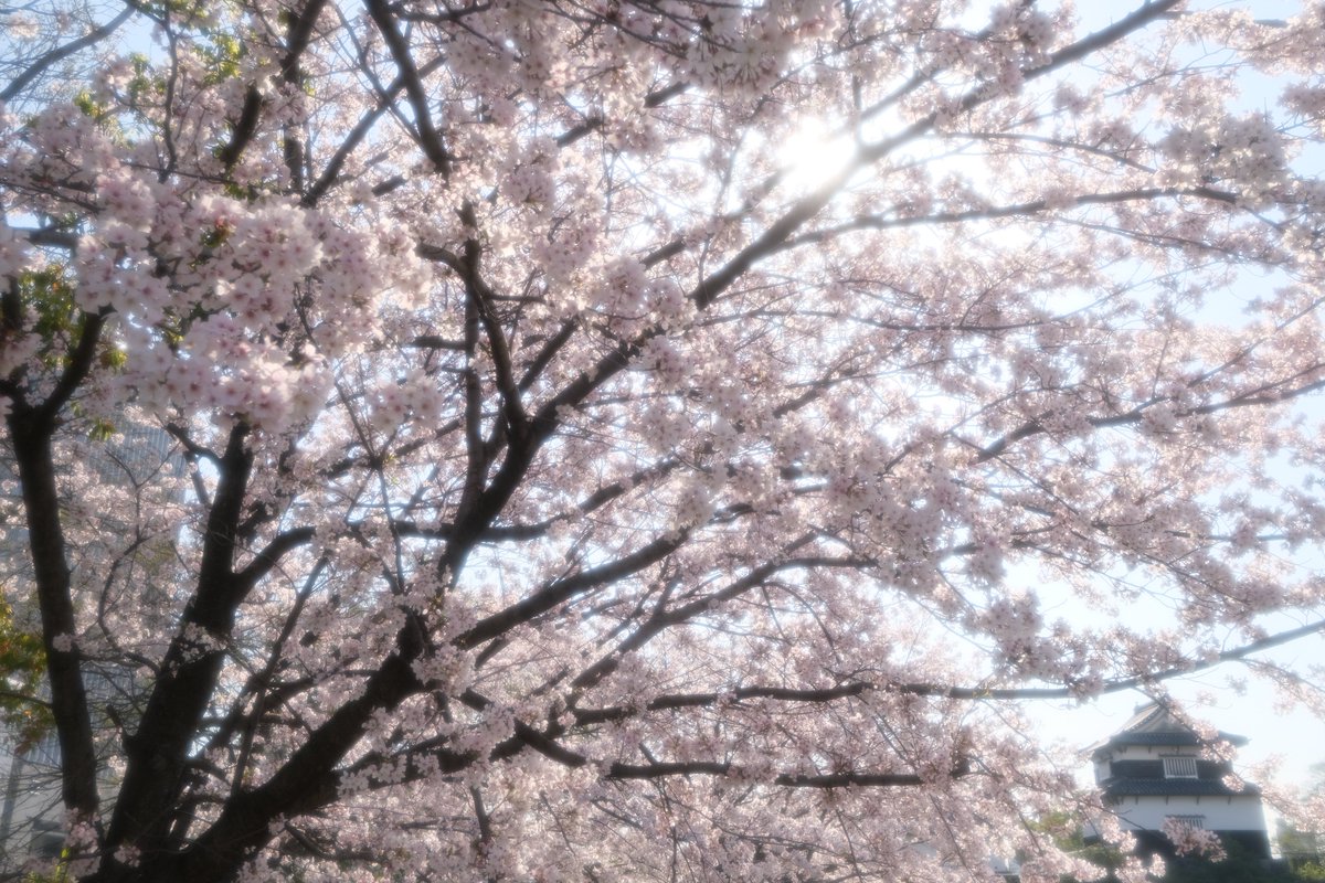 momochaaanmac's tweet photo. 和✖️🌸
#桜 #花 #Flower
#EOSR #Canon #X_Pro3 #fujifilm_xseries
#写真好きな人と繋がりたい https://t.co/bOXS9chc9x