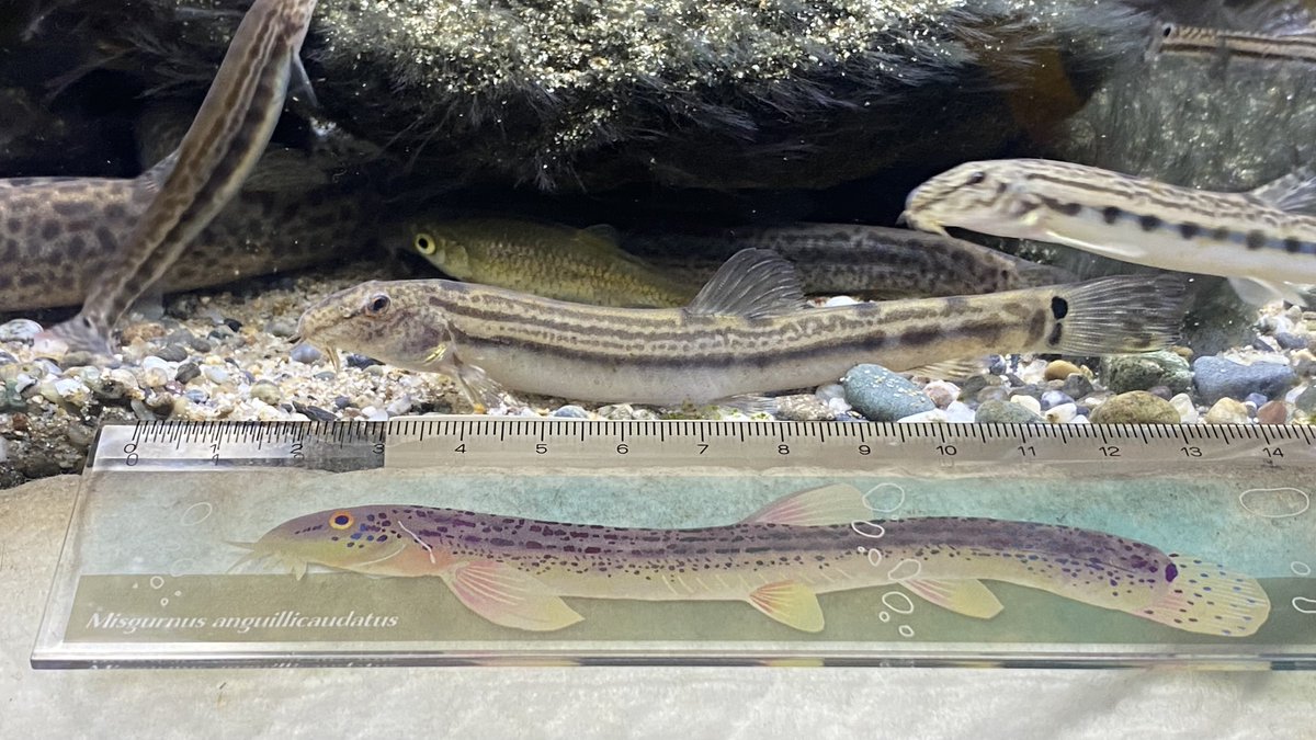 けんや tweet media