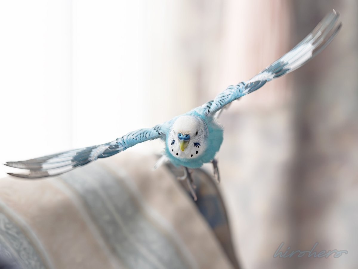 hirohero tweet media