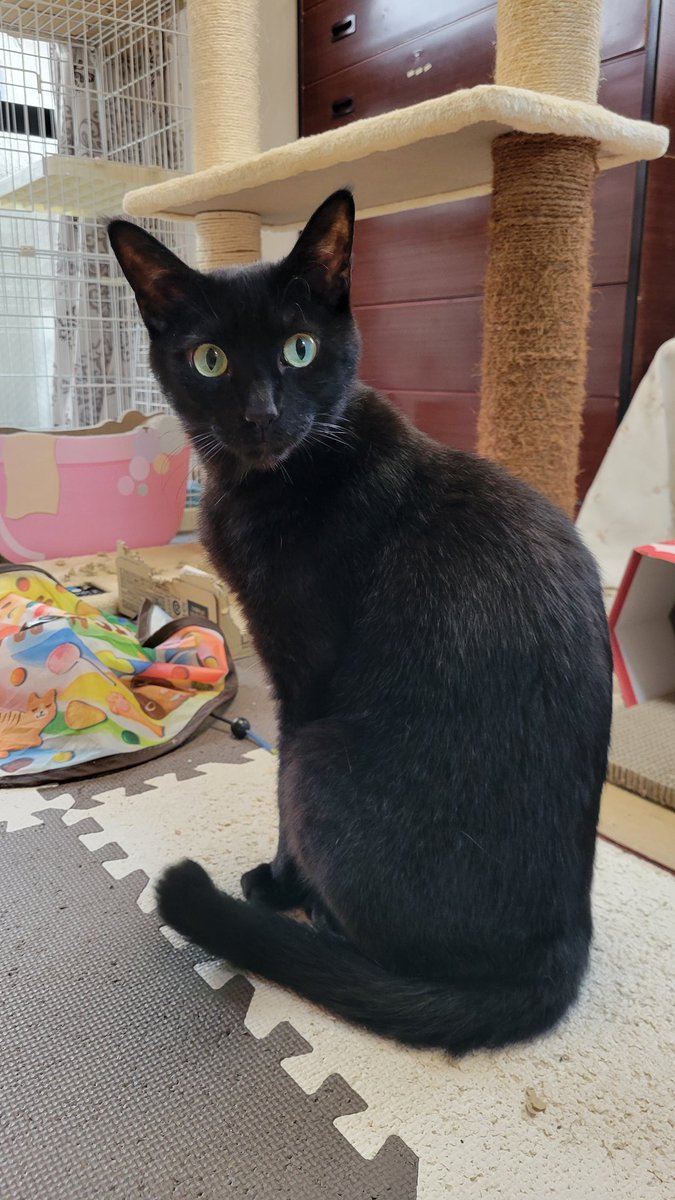 めけろう tweet media