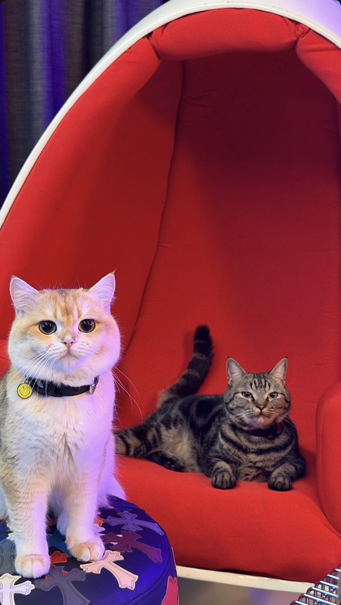 🐈💙🐈‍⬛sawadee🐈 tweet media