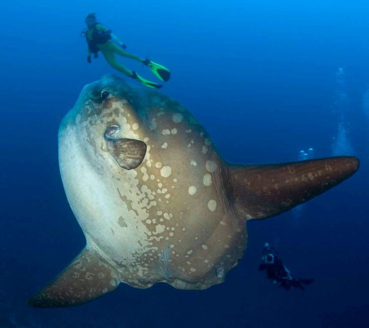 순대시즌2 tweet media