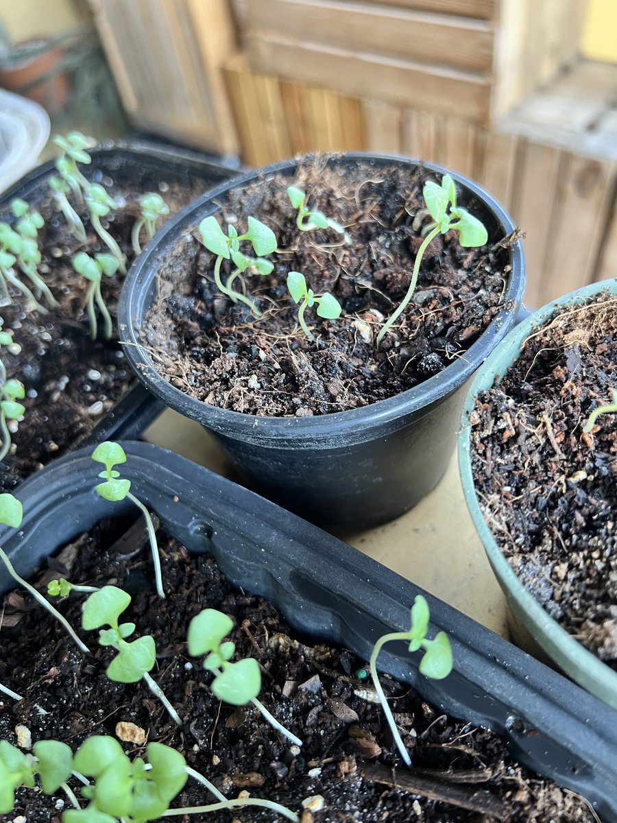 Find da good tweet media