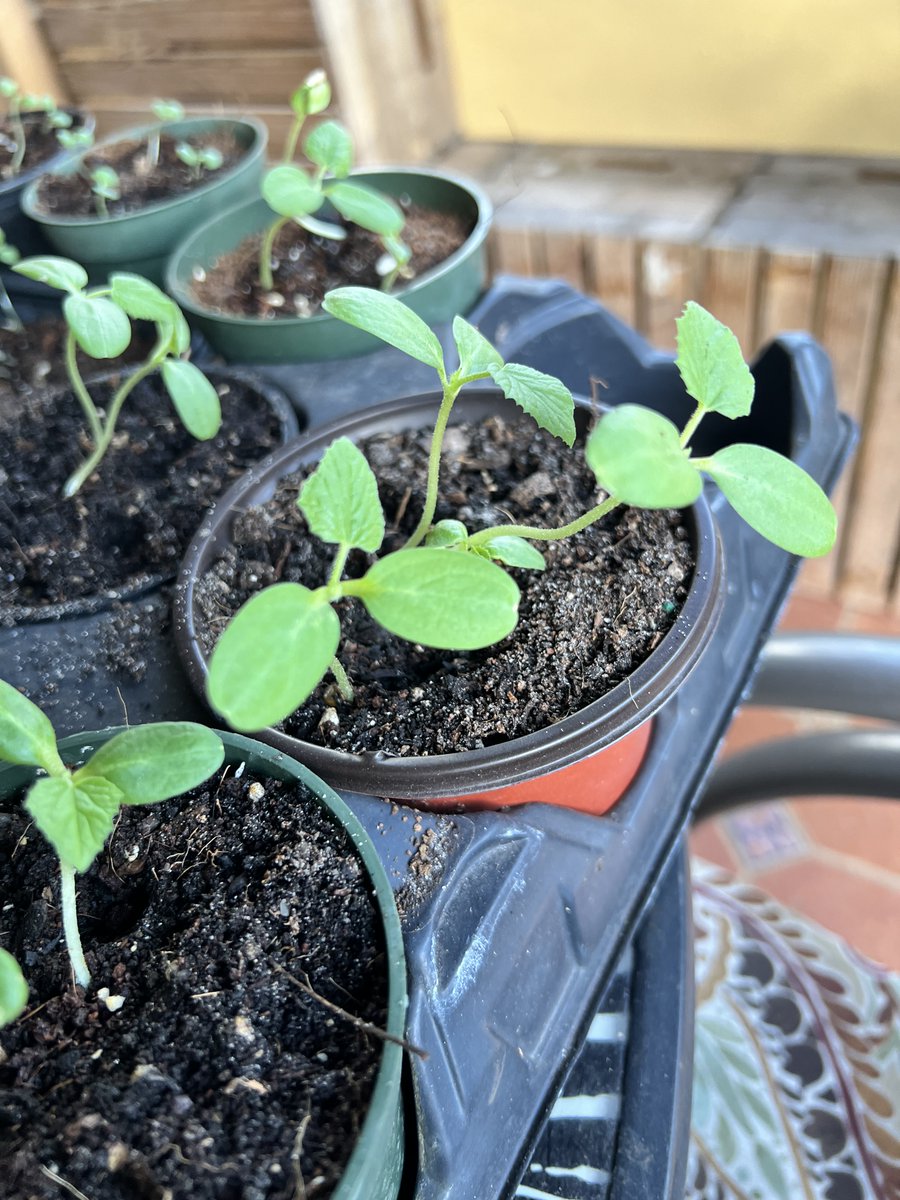 Find da good tweet media