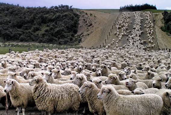 ヒツジ tweet media