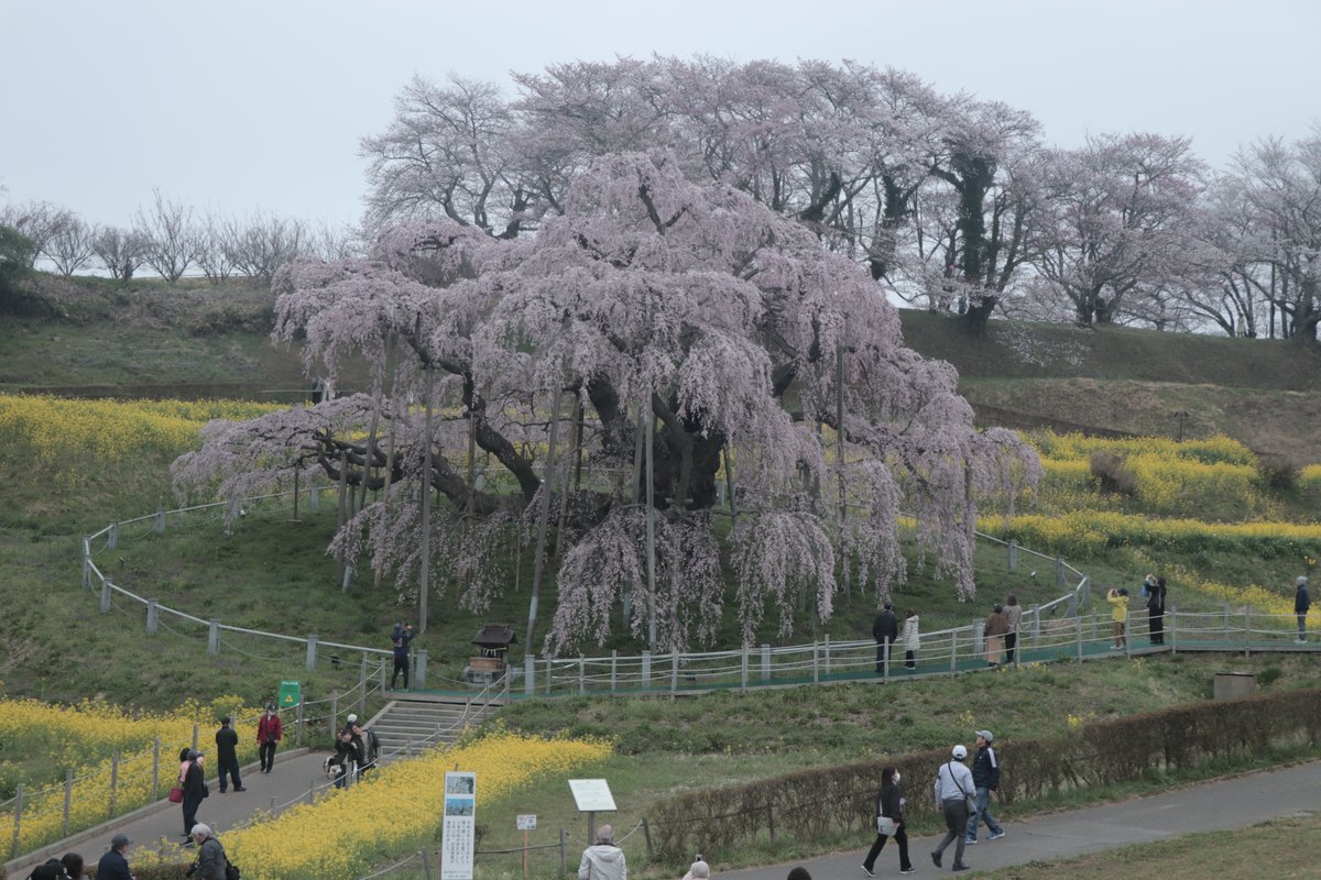 三春まちづくり公社 観光部（三春滝桜） tweet media