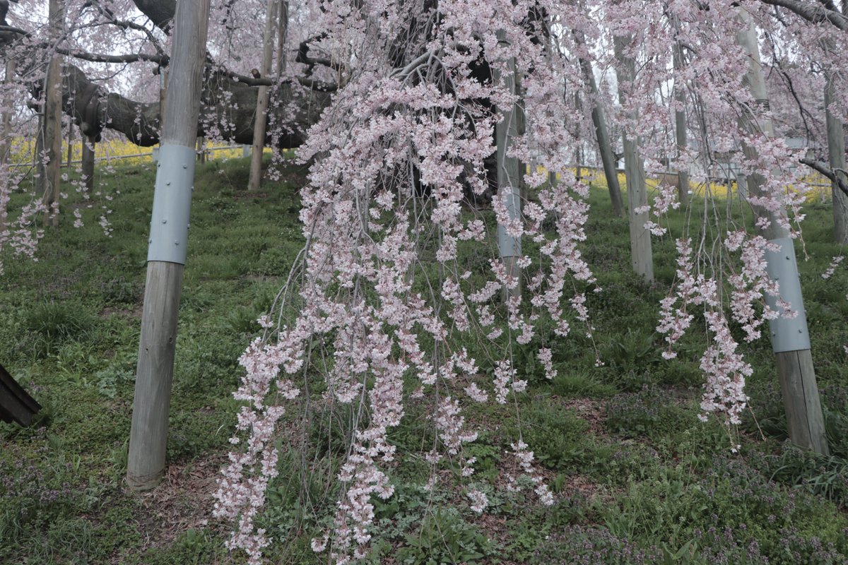 三春まちづくり公社 観光部（三春滝桜） tweet media
