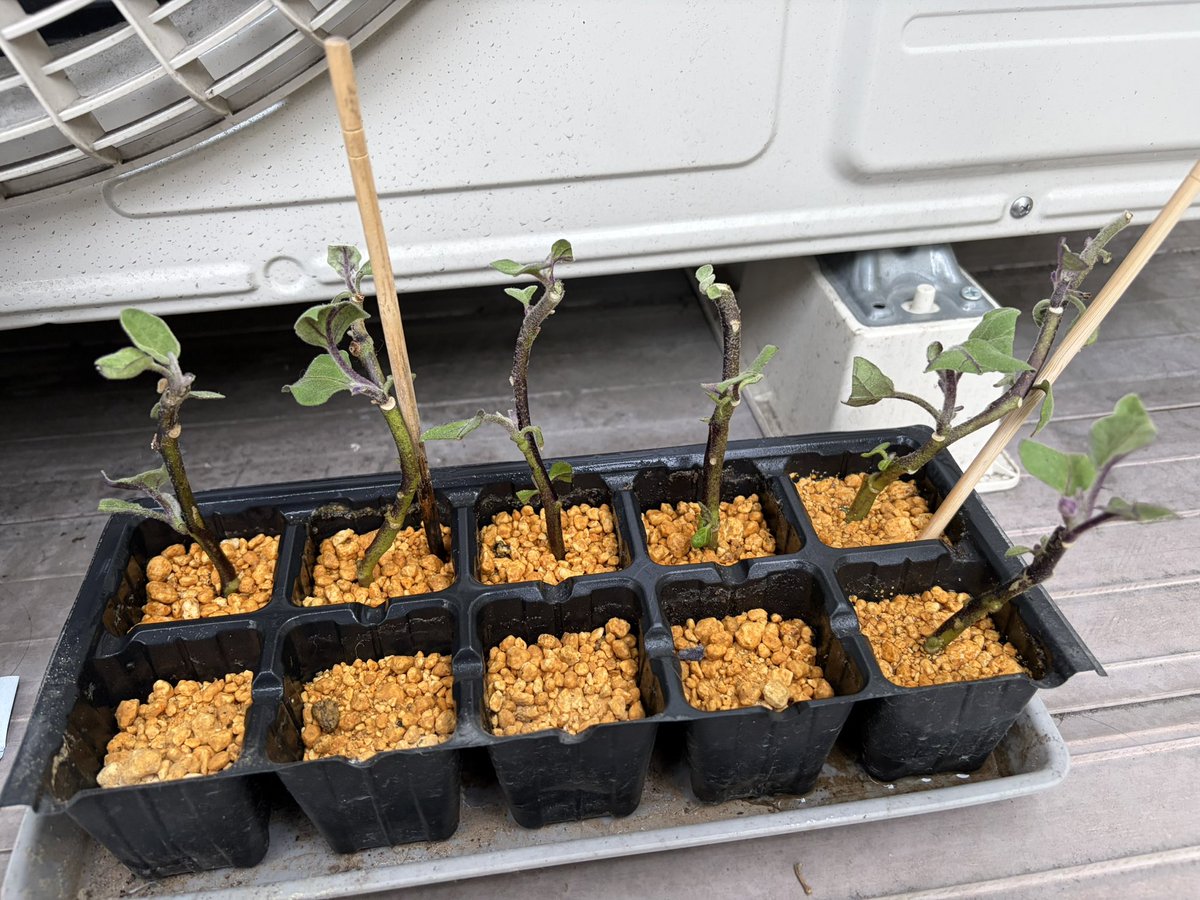 𖠅𖠌𖠔Taro tweet media