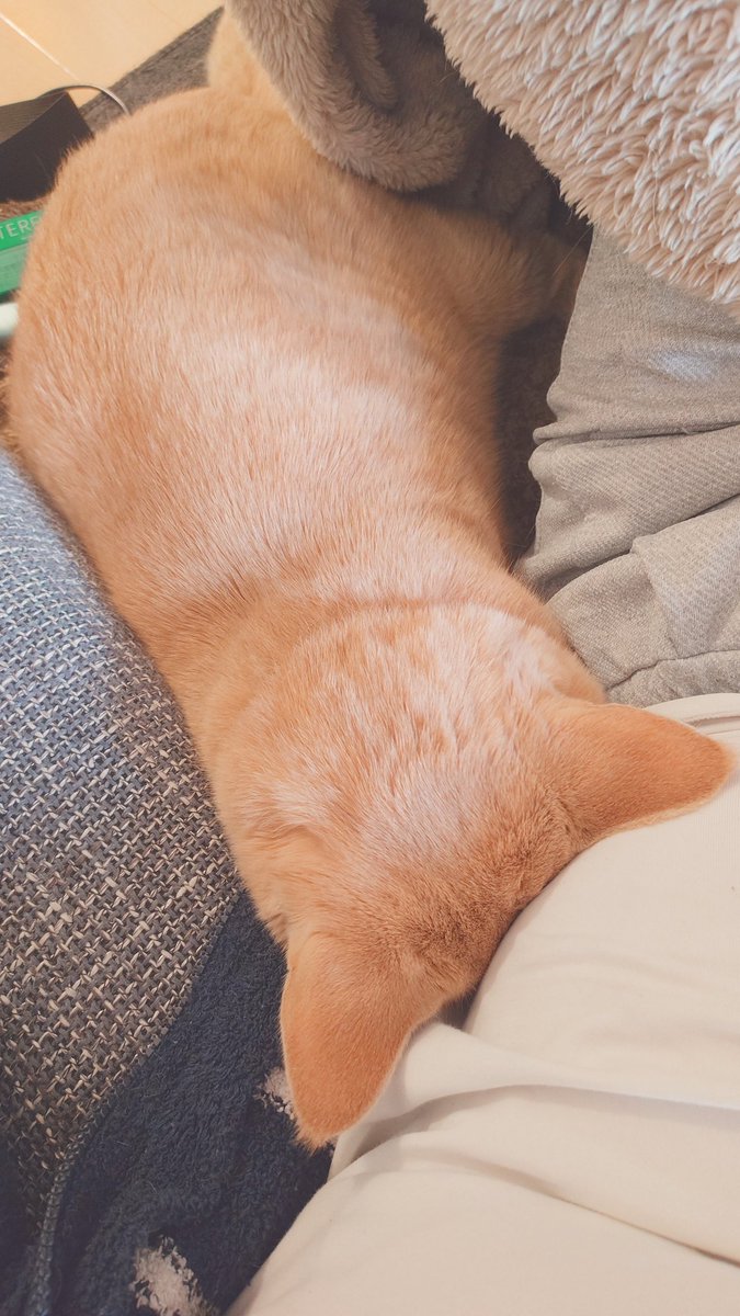 加賀ﾏﾈｼﾞｬ tweet media