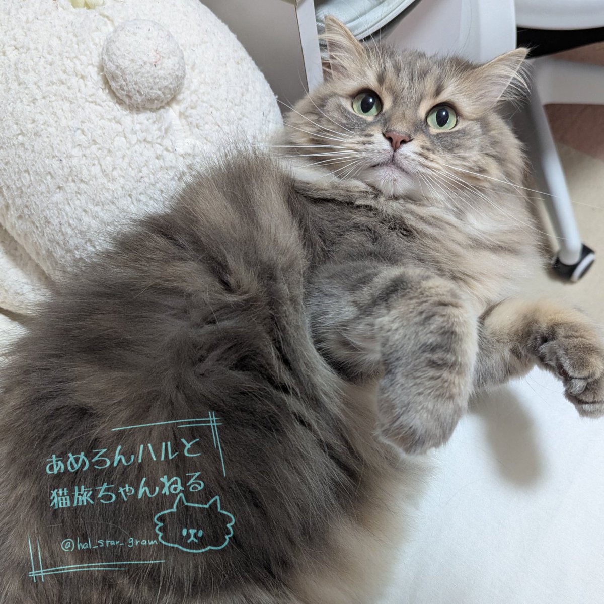 あめろんハルと猫旅ちゃんねる🍥 tweet media