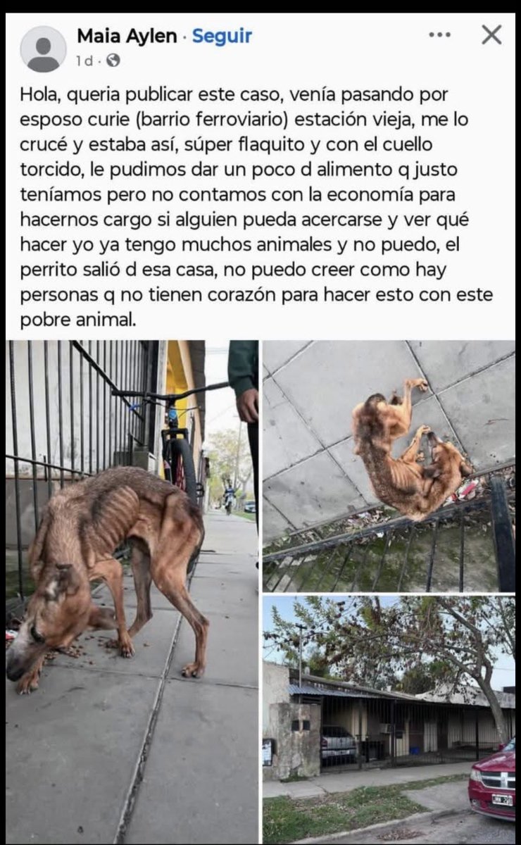 MilyElgue's tweet photo. Urgente ayuda!

@elcampito @RescateAnimal @OMFA_Refugio https://t.co/AiTzIlwFMI