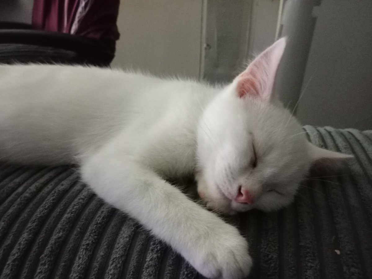 York Number tweet media