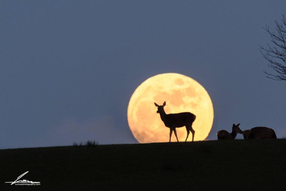 ThisIsIreland3's tweet image. Magic moment from last Wednesday with full Pink Moon and deer in Killarney national park 🌕🦌

📍County Kerry, Ireland ☘️

📸 Goran Loncar

#Moon #Kerry #Deer #Ireland #Wildlife #Killarney