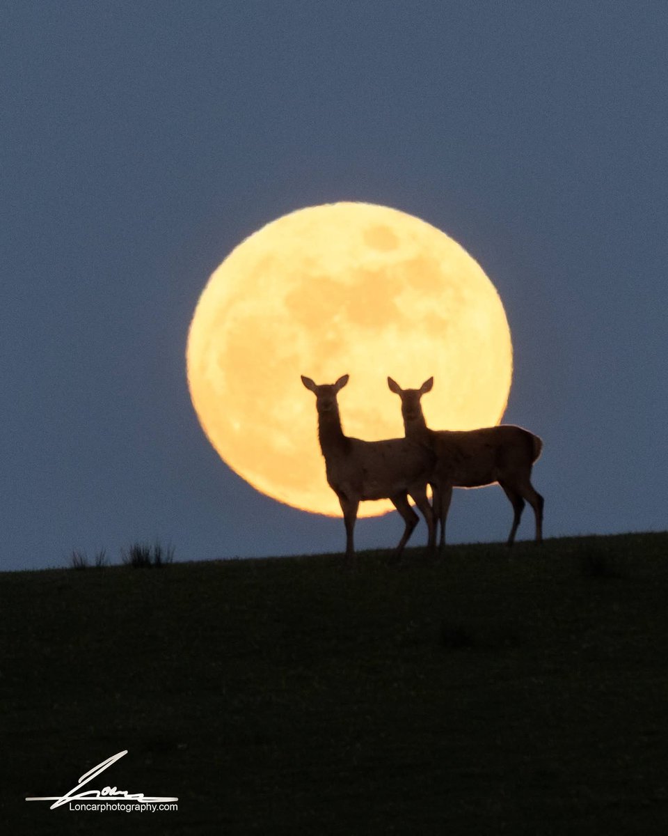 ThisIsIreland3's tweet image. Magic moment from last Wednesday with full Pink Moon and deer in Killarney national park 🌕🦌

📍County Kerry, Ireland ☘️

📸 Goran Loncar

#Moon #Kerry #Deer #Ireland #Wildlife #Killarney
