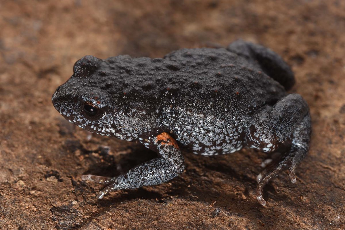 FrogID tweet media