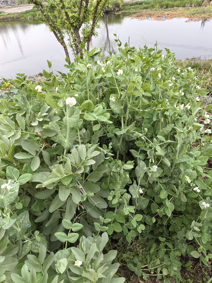 偷得富盛半日闲 tweet media