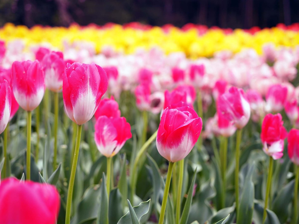 目の痒さよ🫩

仕事のストレスと比例😫

お昼から出張頑張る💪

#秦野市　#泉蔵寺　#チューリップ