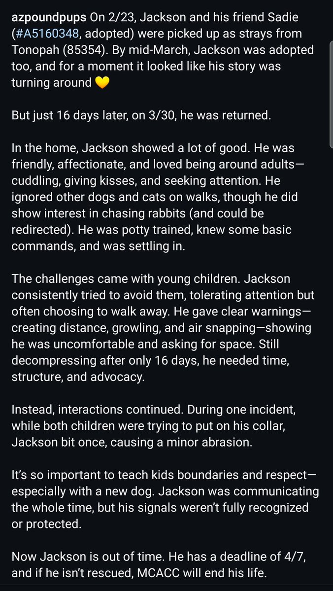 8415_n's tweet image. JACKSON #A5150348
feels uncomfortable around little kids. He gives warnings, but ppl (&amp;amp; kids) don't understand much less respect boundaries, don't allow time, don't have patience.
Kill-listed 4️⃣/7️⃣‼#phoenix #phx #az #maricopa #mcacc

#FOSTER or #ADOPT @
dogfoster.org
