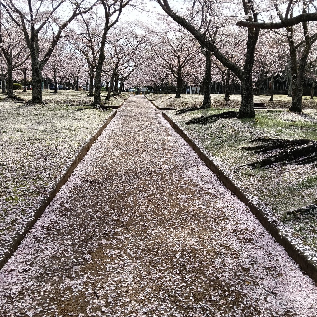 こもれびＦＰ tweet media