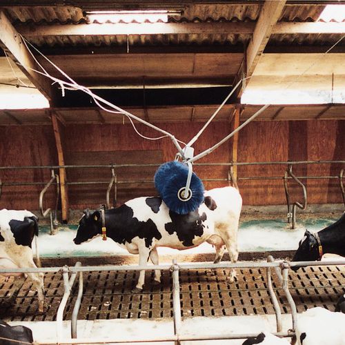 豆サプ tweet media