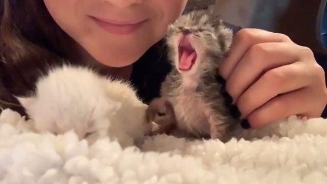 Posts Of Kittens🐾 tweet media