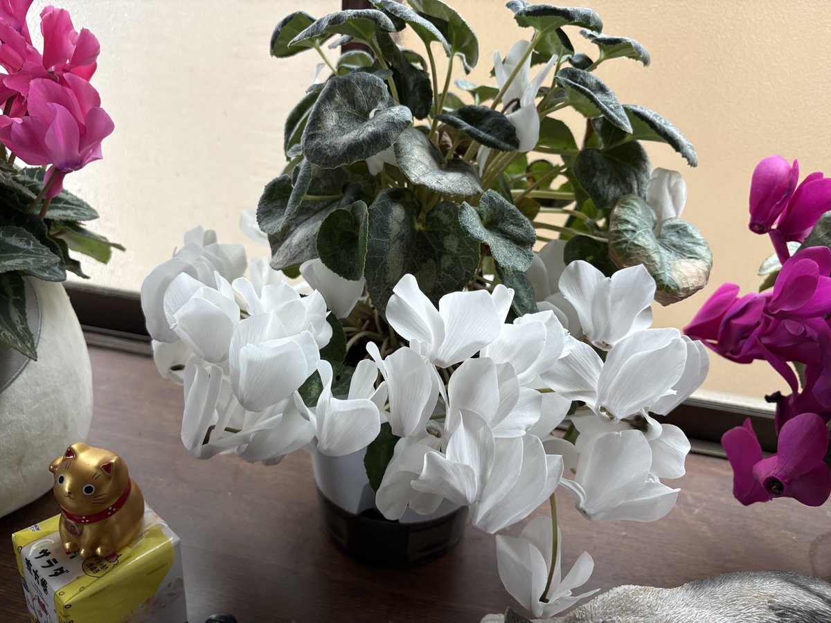 睦月伸 tweet media