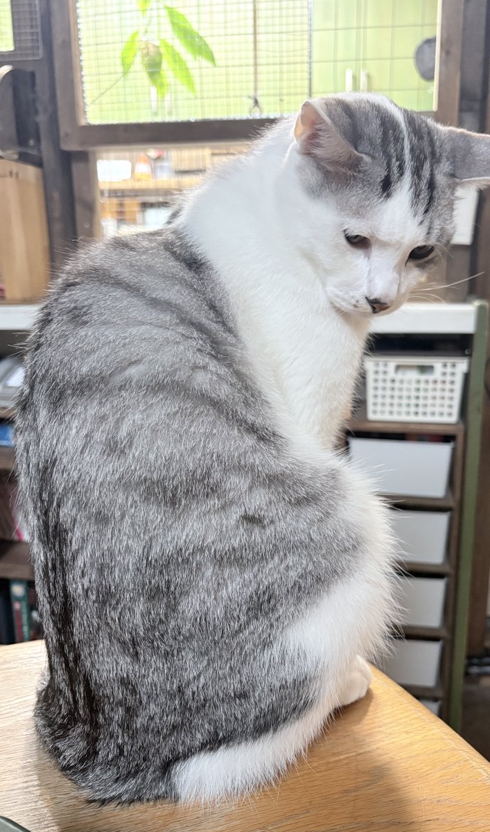 みモリ tweet media