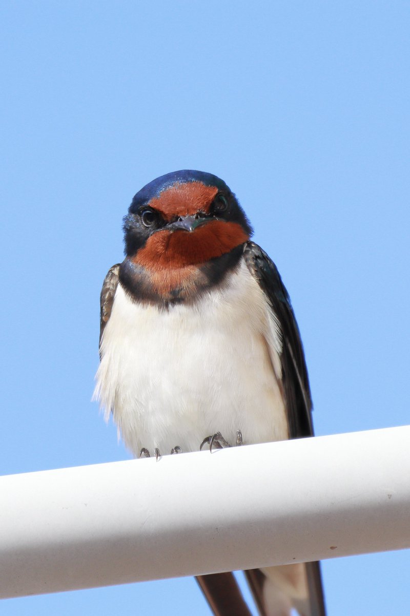 かぴぃ tweet media