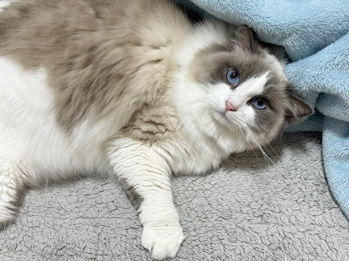 水月(みづき) tweet media