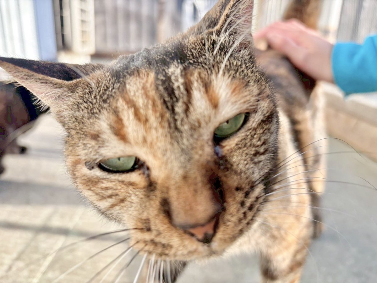 笑にゃんこ王国 tweet media