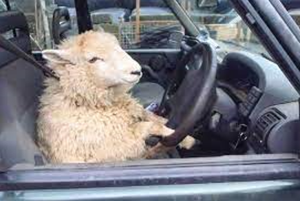 ヒツジ tweet media