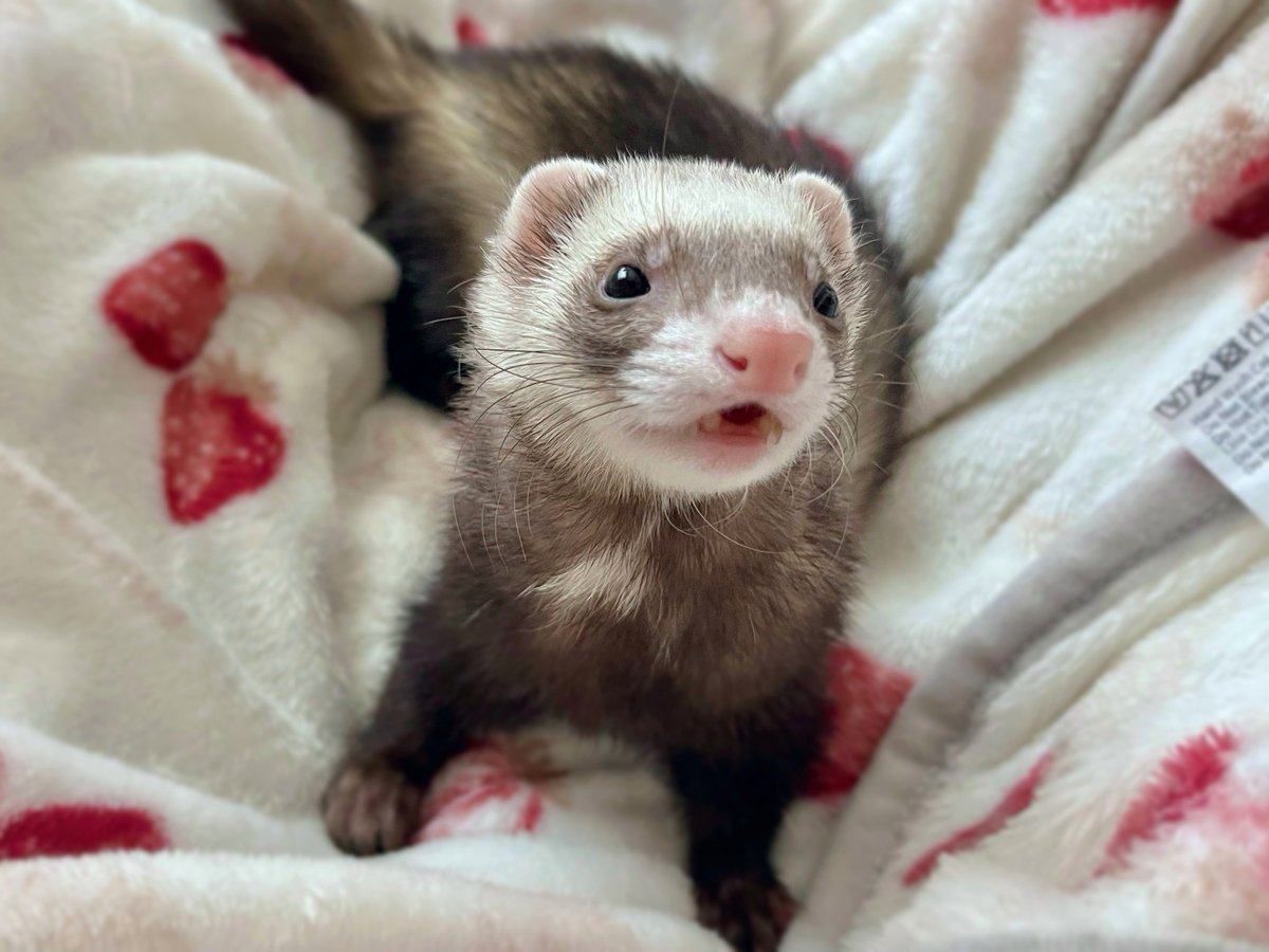 おかゆ tweet media