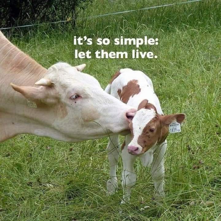 Ellie CG tweet media