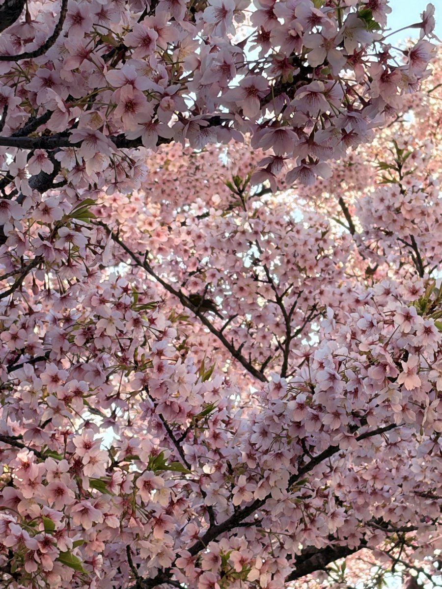 油揚こん🔺🦊人事部所属キャリコンVtuber|毎週土曜20時ON AIR tweet media