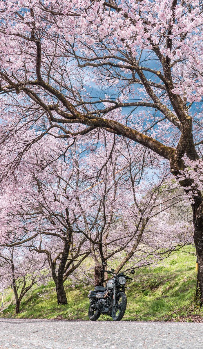 のん@バイク女史部No.900s tweet media