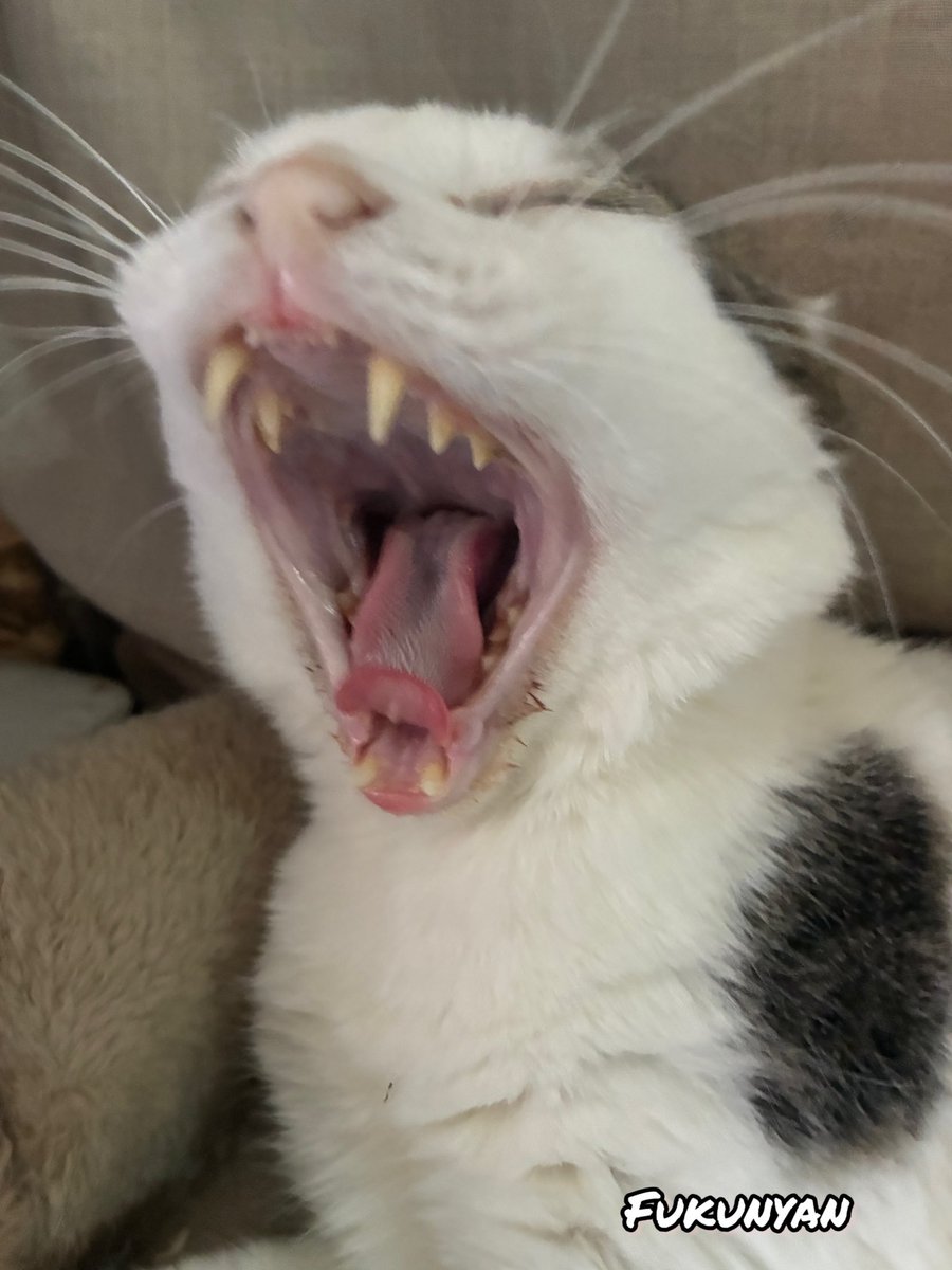 フクにゃん tweet media