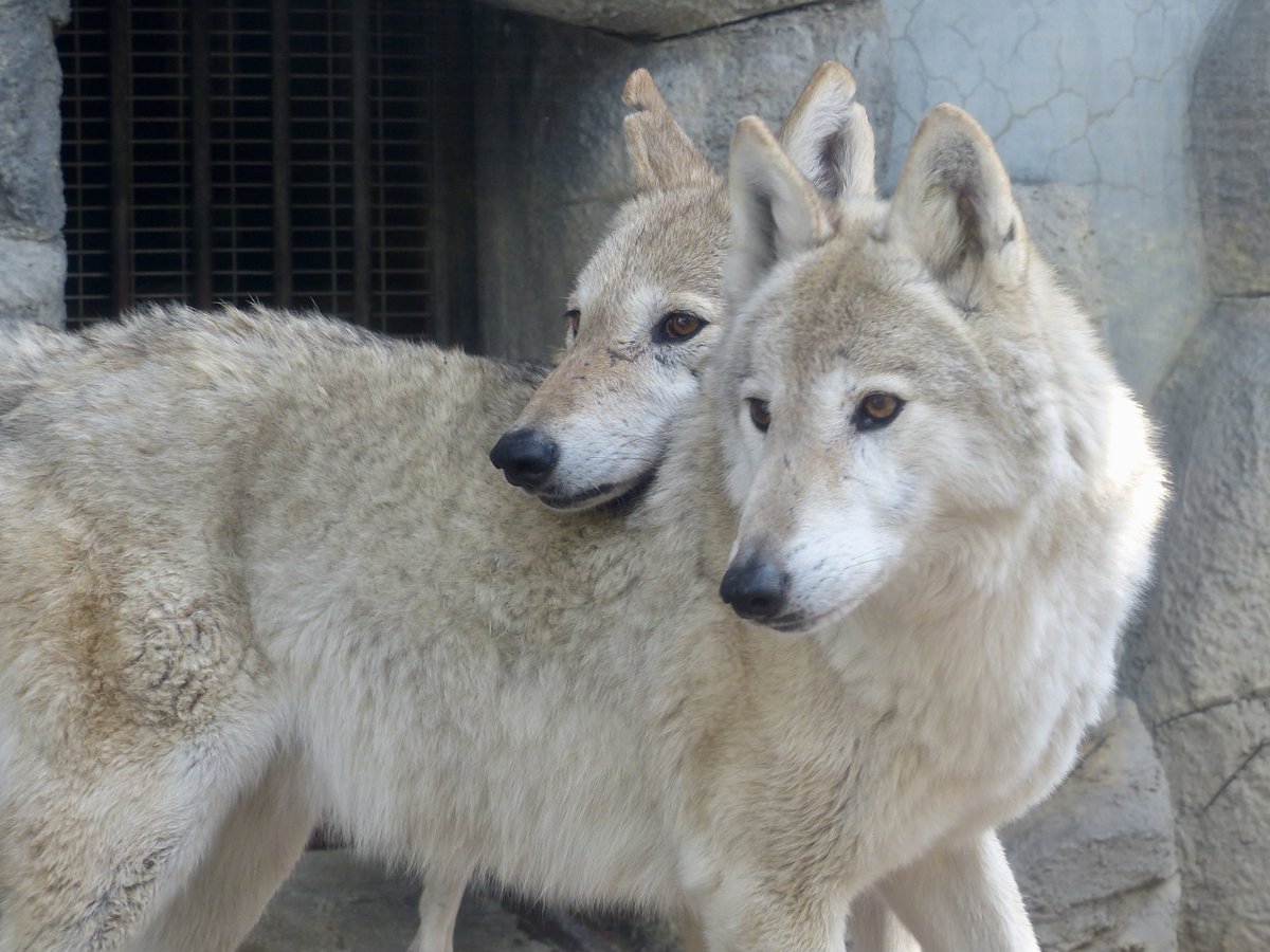 レムルゥ tweet media