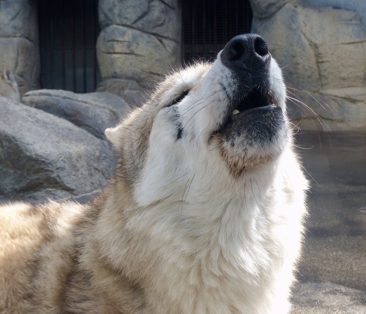 レムルゥ tweet media