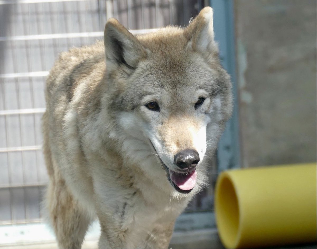 レムルゥ tweet media