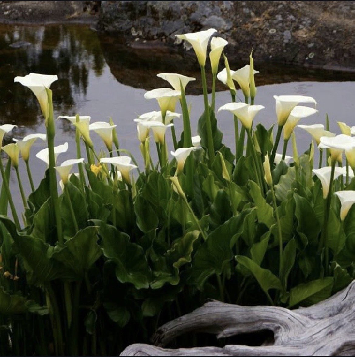 Teresa58 tweet media