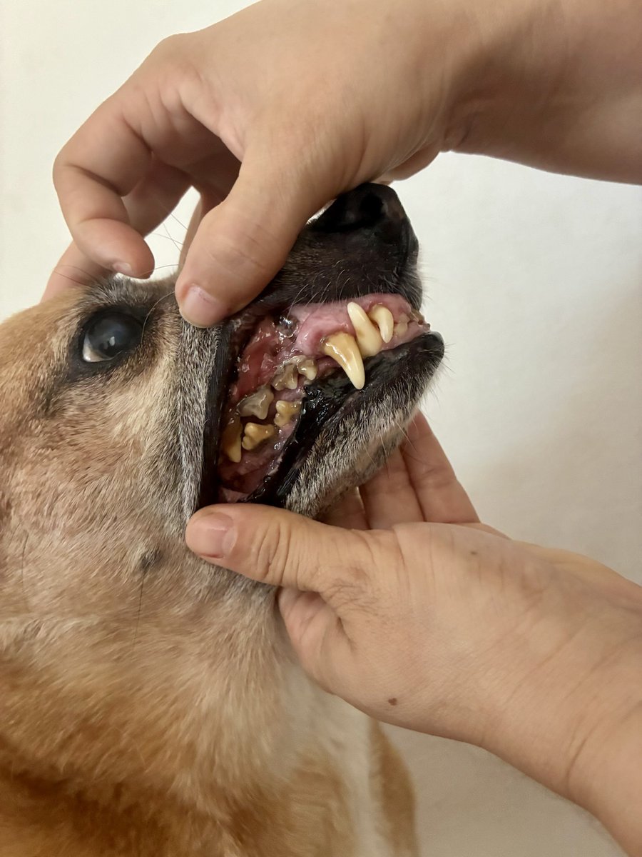 Projeto Jovens Pelas Patinhas tweet media