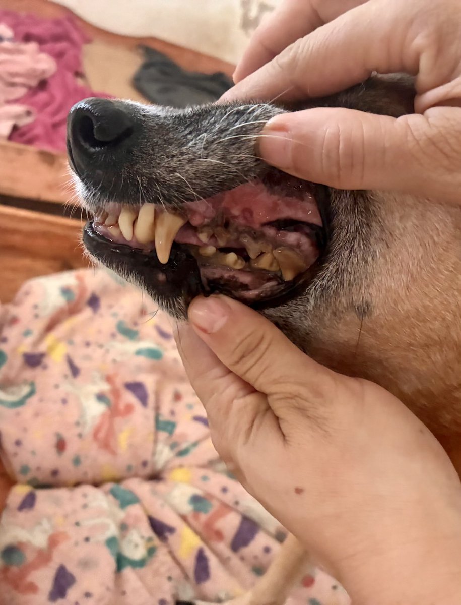 Projeto Jovens Pelas Patinhas tweet media